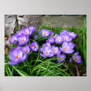 Search for spring crocus posters Mauve