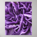 Search for carnations posters Home