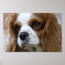 Search for bred posters Pet