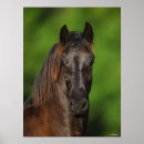 Search for horse breed posters Friesian