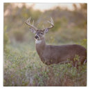 Search for grassland tiles Outdoor