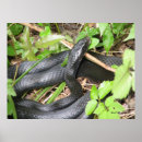Search for constrictor art Nature