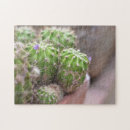 Search for succulent photography Garden