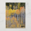 Search for lambert postcards Aspen