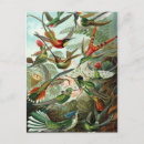 Search for ernst postcards Feather
