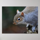 Search for squirrel lovers art Rodent