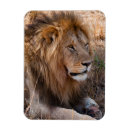 Search for reserved magnets Animal