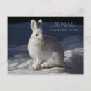 Search for snowshoe hare postcards Alaska