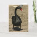 Search for black swan cards Nature