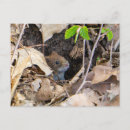 Search for mouse postcards Fun