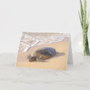 Search for sea turtle cards Honu