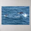 Search for diving dolphin posters Dive