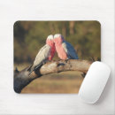 Search for galah electronics Pink