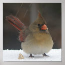 Search for female cardinal art Snow