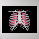 Search for lung anatomy art Healthcare
