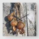 Search for onion clocks Cooking