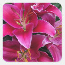 Search for stargazer lily stickers Flowers