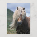 Search for shetland ponies postcards Pony