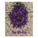 Search for urchin posters Beach