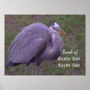 Search for great blue heron posters Herons