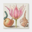 Search for cabbage magnets Botanical