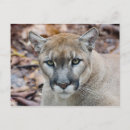 Search for megafauna Puma concolor