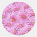 Search for pink gerbera stickers Petals