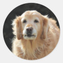 Search for goldie stickers Golden