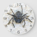 Search for arachnid clocks Insect