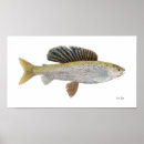 Search for grayling Arctic