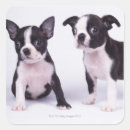 Search for black puppy stickers Dogs