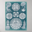 Search for sea life posters Jellyfish