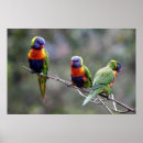 Search for rainbow lorikeet art Australia