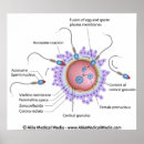 Search for fertilisation art Ovum
