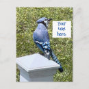 Search for blue jay postcards Bird