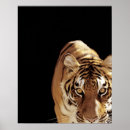 Search for tiger look posters Nature
