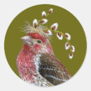 Search for house finch stickers Finches