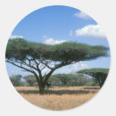 Search for acacia stickers Colour image