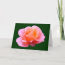 Search for blue rose cards Photography