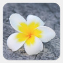 Search for yellow frangipani stickers Island