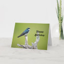 Search for swallows cards Bird