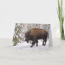 Search for american bison cards Yellowstone national park