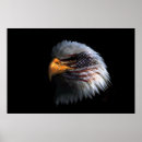Search for eagle head posters Bald eagles