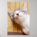 Search for cute baby kitten posters Photography