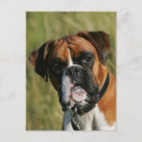 Search for stare postcards Dog