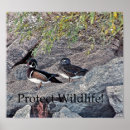 Search for wildlife protection posters Bird