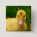 Search for duckling badges Baby duck