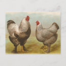 Search for brahma chicken postcards Rooster