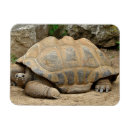 Search for tortoise magnets Wildlife