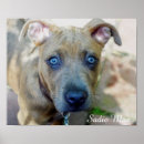 Search for pit bull terrier posters Puppy